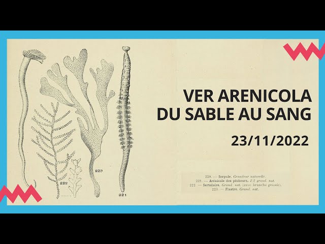 Ver Arenicola : du sable au sang