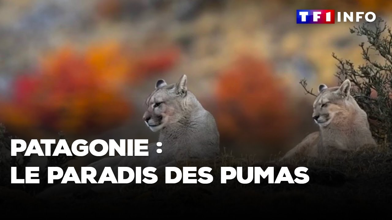 Patagonie : le paradis des pumas