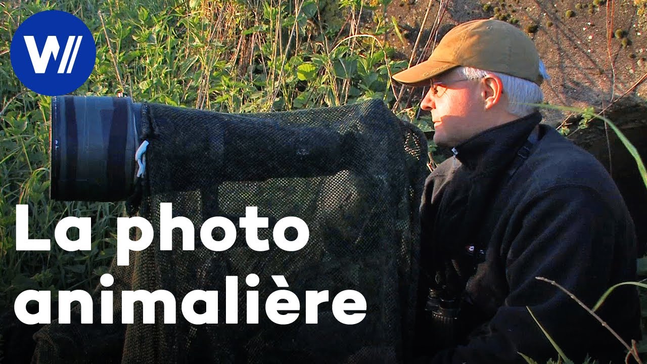 Quel matériel choisir pour photographier les animaux sauvages ? Les conseils des pros