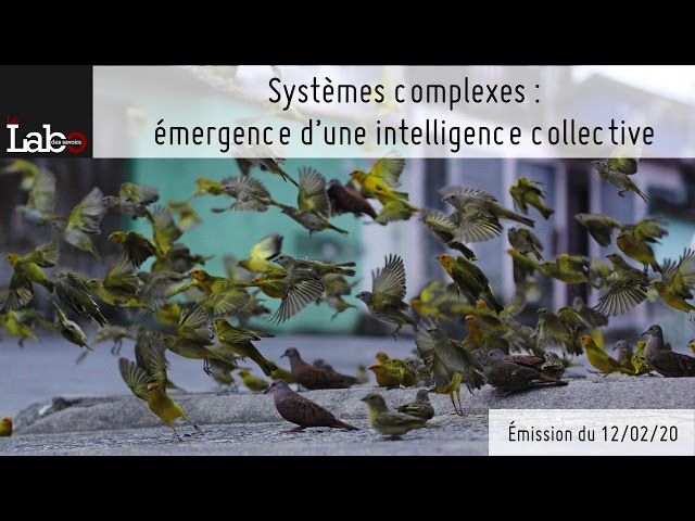 Documentaire Systèmes complexes : émergence d’une intelligence collective