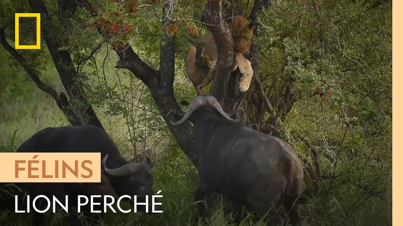 Un lion encerclé par un troupeau de buffles se réfugie dans un arbre