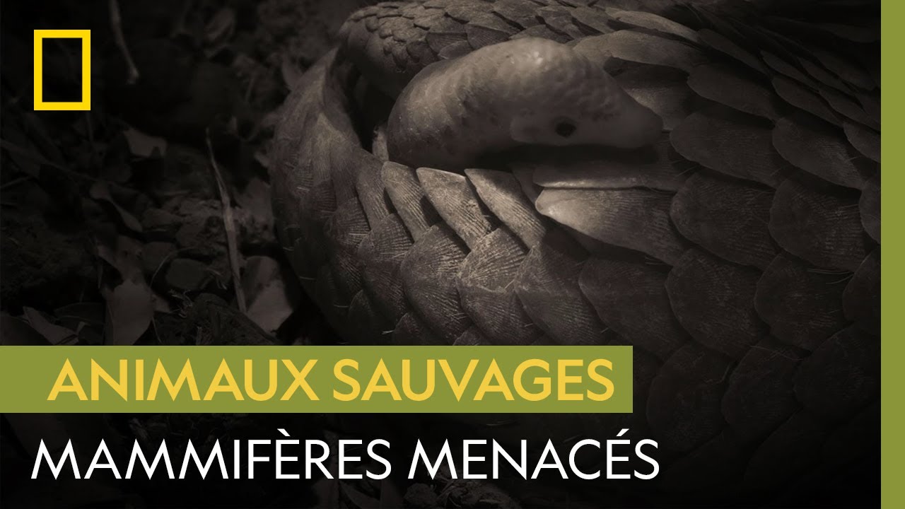 Une mère pangolin et son bébé dans un sanctuaire au Vietnam