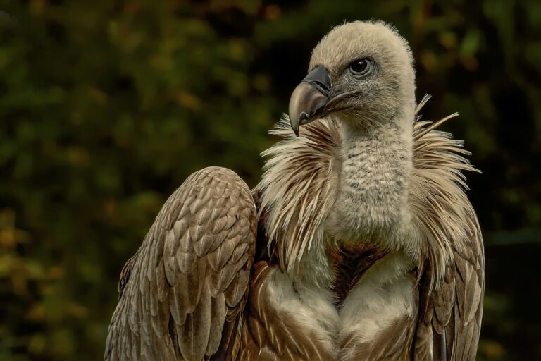 Article | À la découverte du vautour fauve