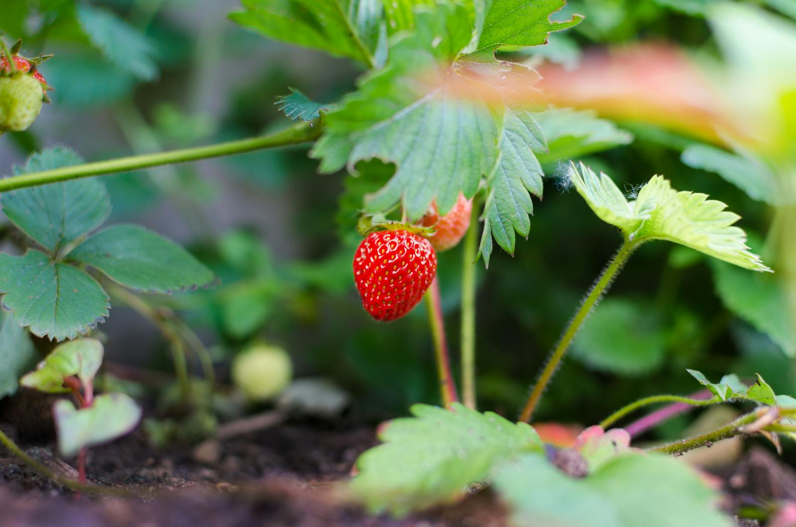 Au Japon, les fraises ne sont pas simplement un fruit; elles sont souvent perçues comme un produit de luxe.