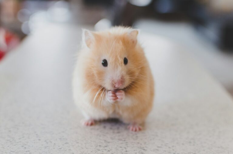 Article | Combien de temps vit un hamster ?