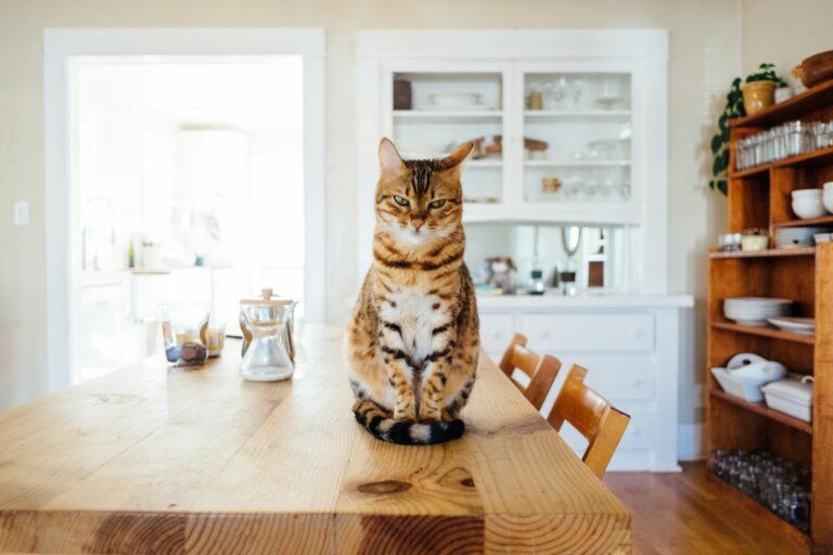 Article | Comment attirer un chat dans sa litière ?