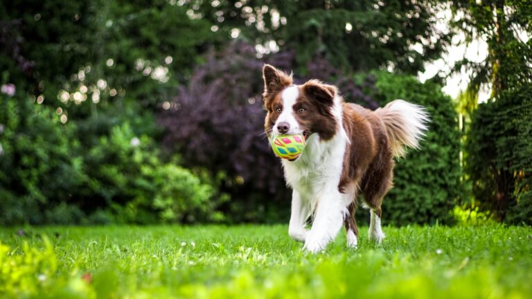 Article | Comment occuper son chien ?