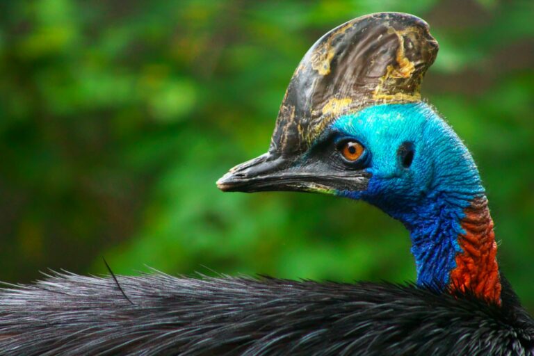 Article | Le casoar : un oiseau fascinant !