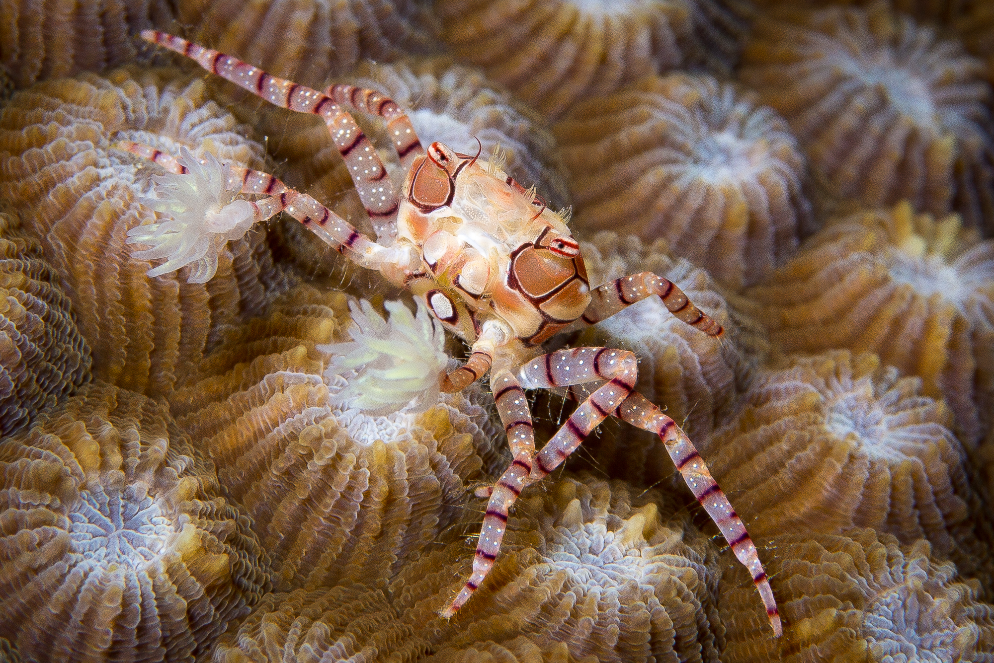 Le crabe boxeur, pugiliste des mers