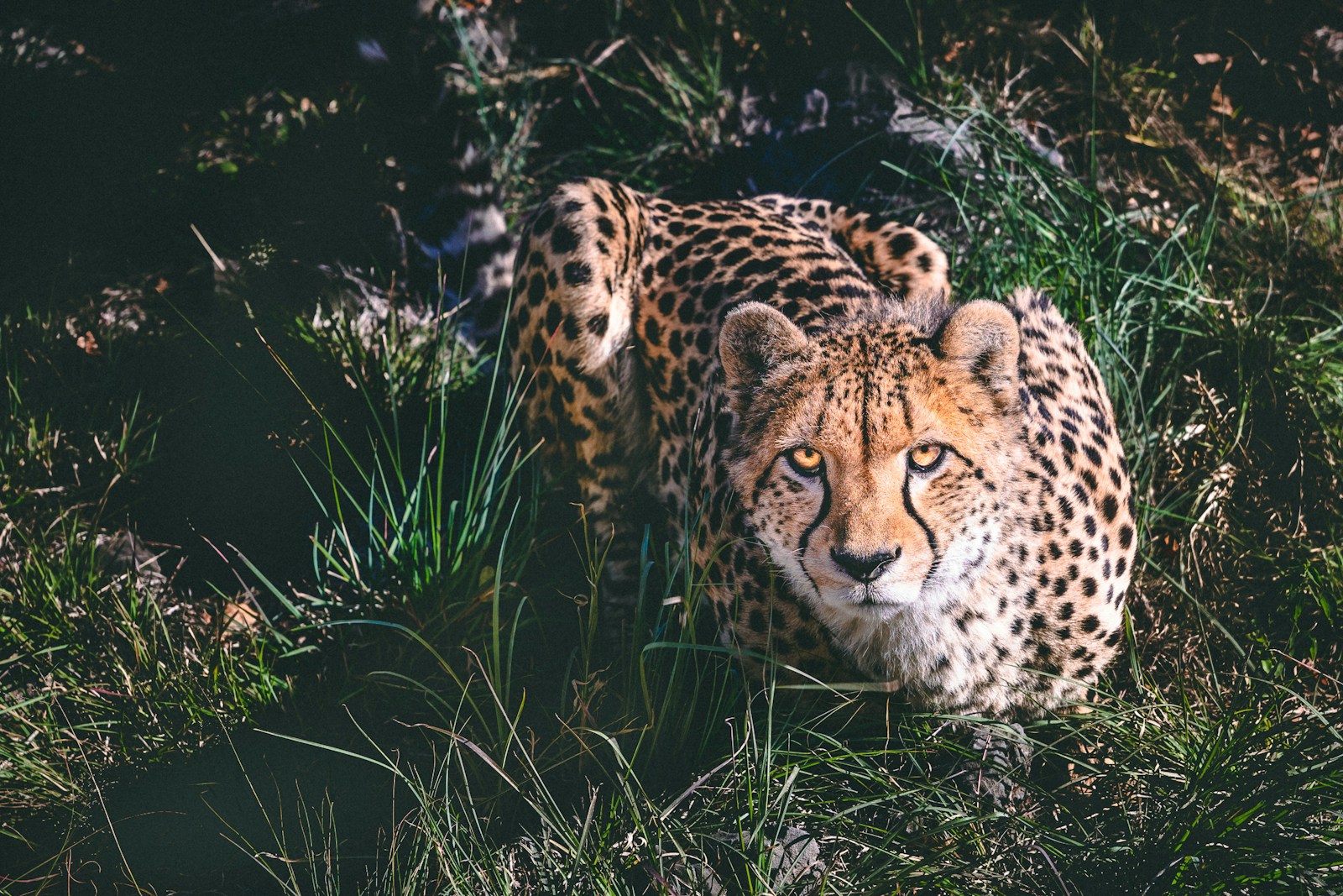 Le jaguar joue un rôle crucial dans son écosystème en régulant les populations de ses proies, ce qui contribue à maintenir l'équilibre écologique.