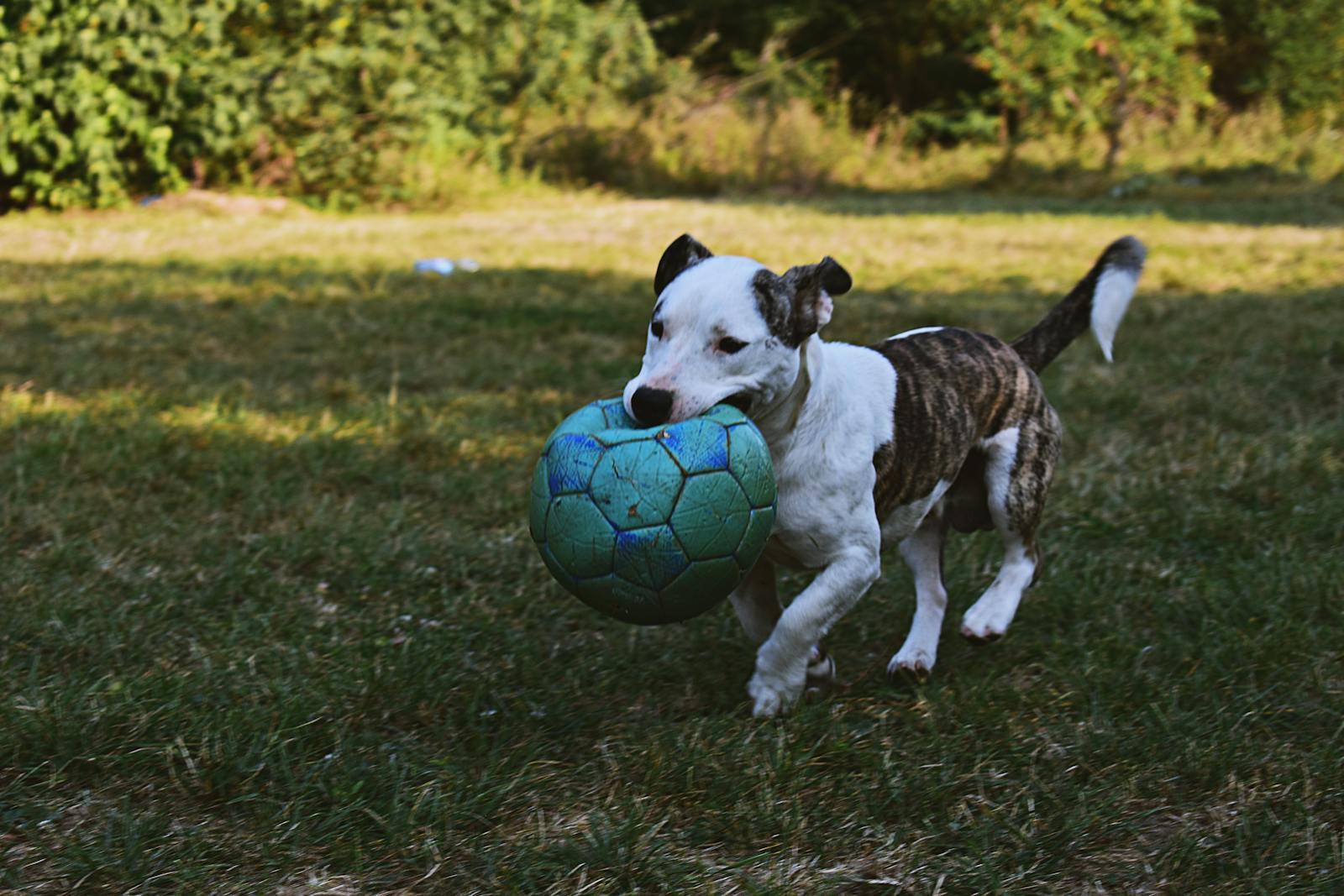 L’exercice physique est essentiel pour éviter le surpoids et renforcer la musculature de son chien.