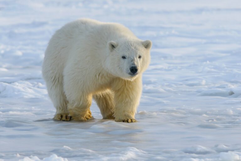 Article | L’ours polaire, le roi des prédateurs terrestres