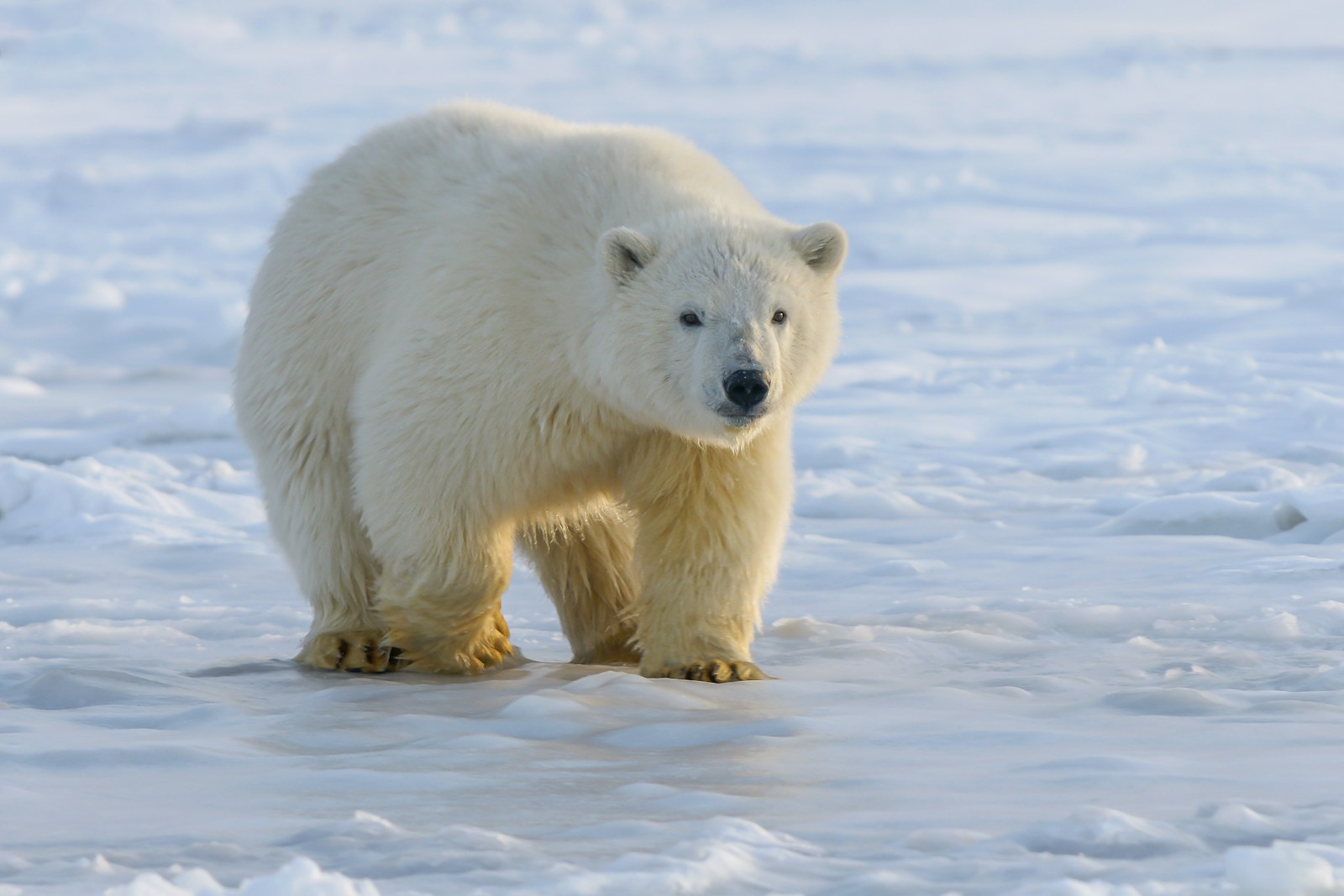 L'ours polaire, le roi des prédateurs terrestres