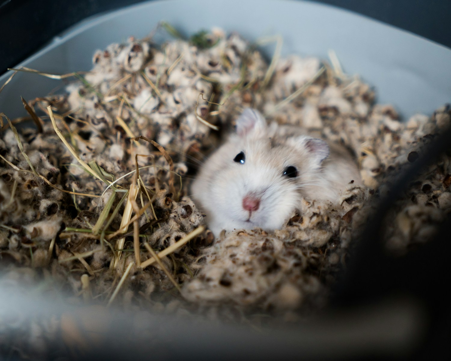 Malgré tous les soins apportés, un hamster peut être sujet à certaines maladies.