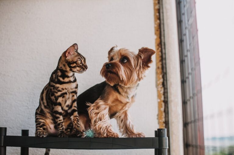 Article | Les différences entre le toilettage d’un chien et d’un chat