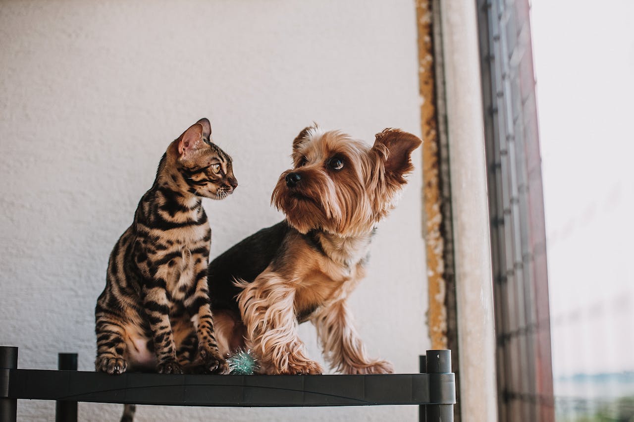 Les différences entre le toilettage d'un chien et d'un chat