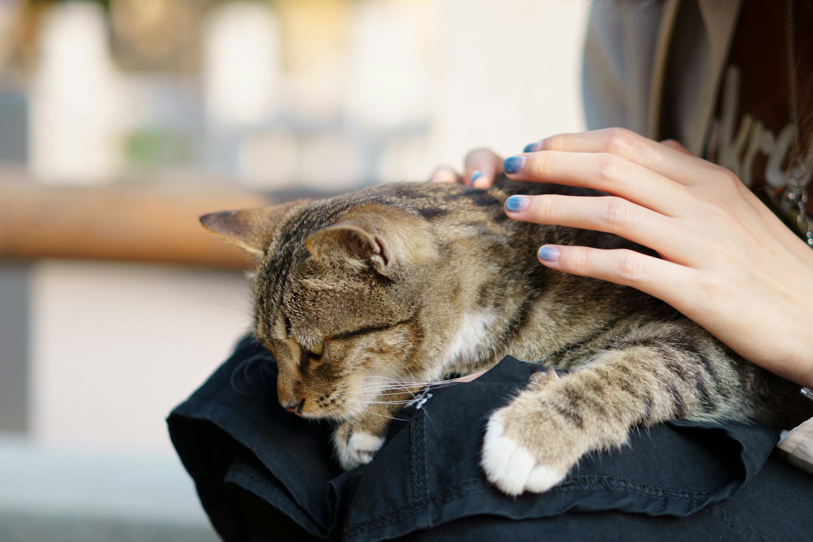 Si malgré toutes vos précautions, votre chat continue d’éviter sa litière, il existe d’autres solutions pour corriger le problème.