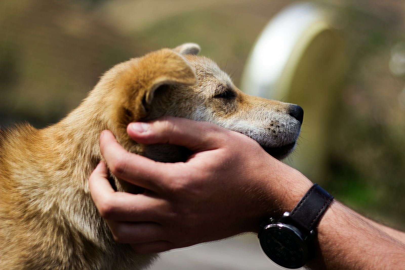 Un chien a besoin d’interaction et de moments privilégiés avec son humain