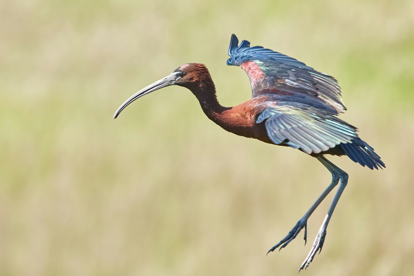 Un oiseau fascinant : l'ibis