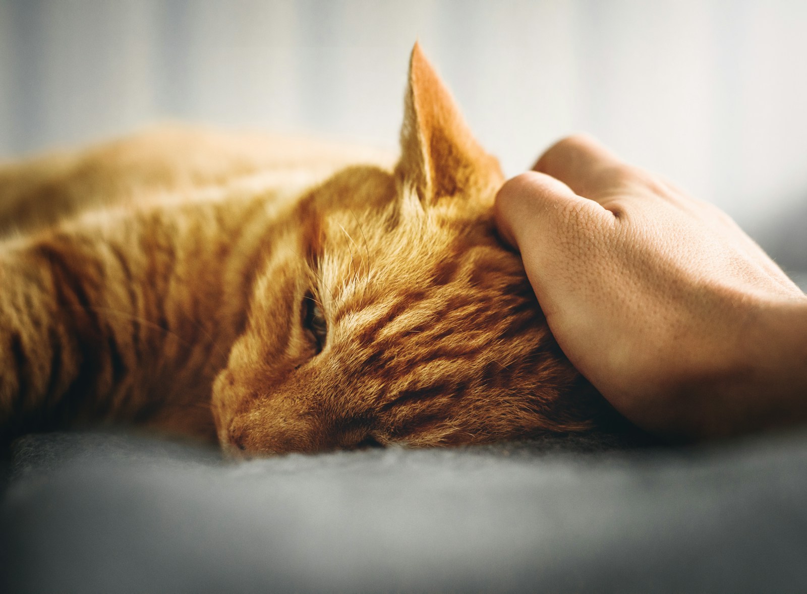 Une fois le bon emplacement et le bon type de litière choisis, il faut encourager le chat à s’en servir régulièrement.