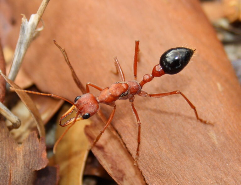 Article | Myrmecia forficata : une fourmi dotée d’un venin puissant