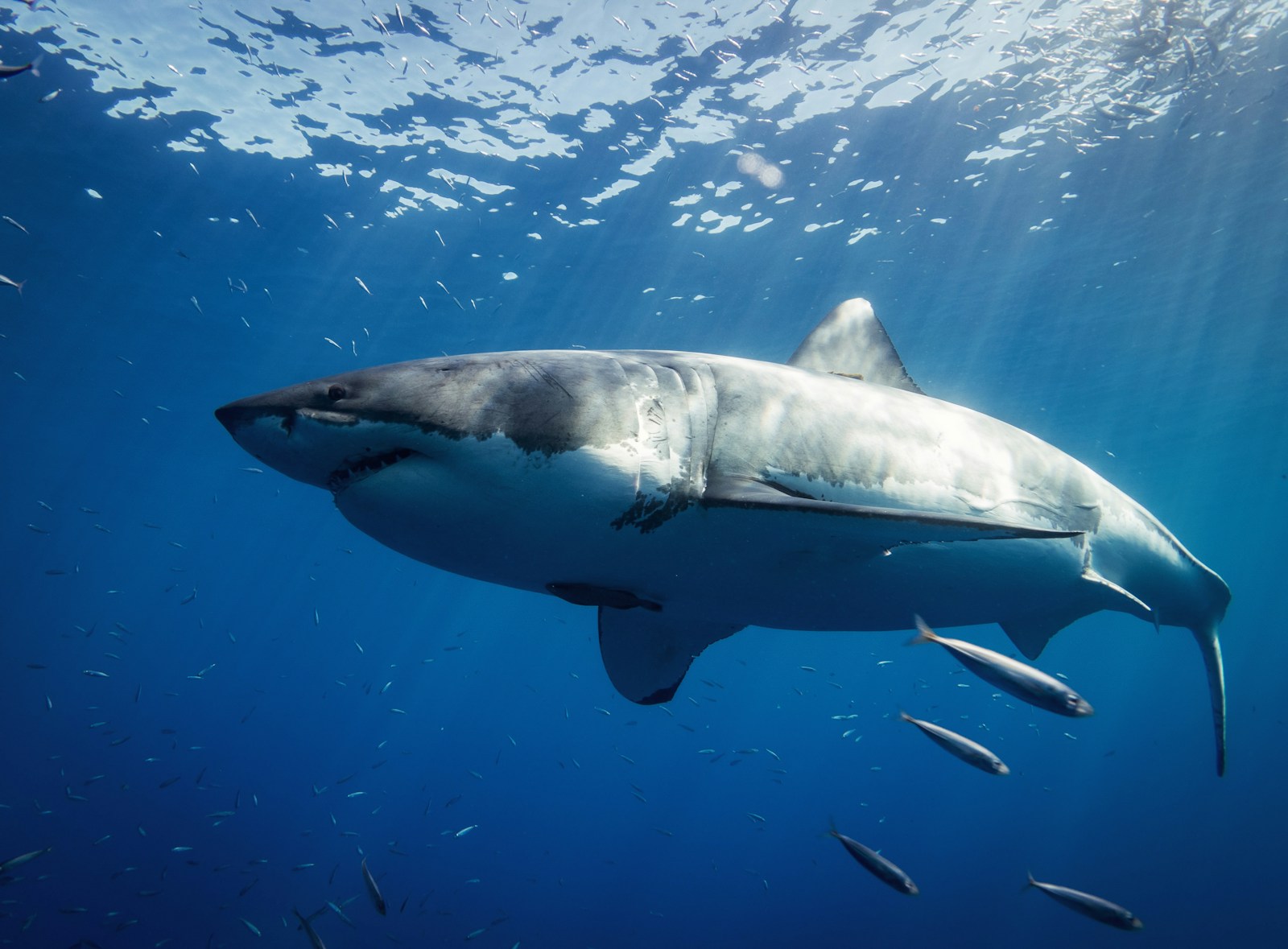 Le grand requin blanc : le souverain des prédateurs marins