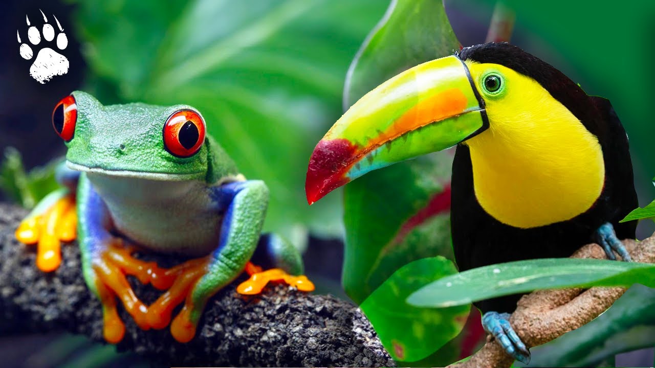 Costa Rica : sanctuaire ultime de la biodiversité