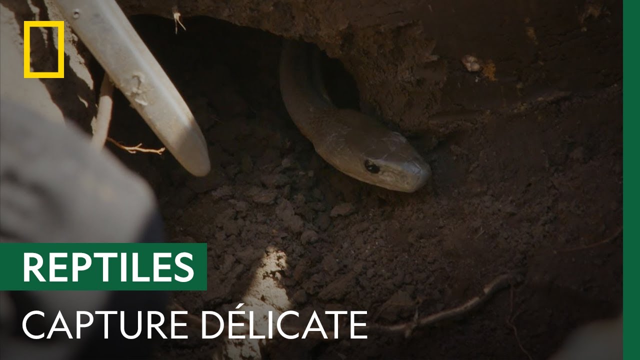 Documentaire Capture d’un mamba noir qui s’est infiltré dans une jardinerie