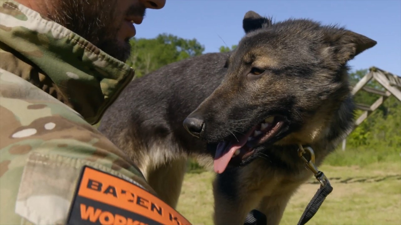 Documentaire Cette chienne l’a guéri d’un symptôme de stress post-traumatique