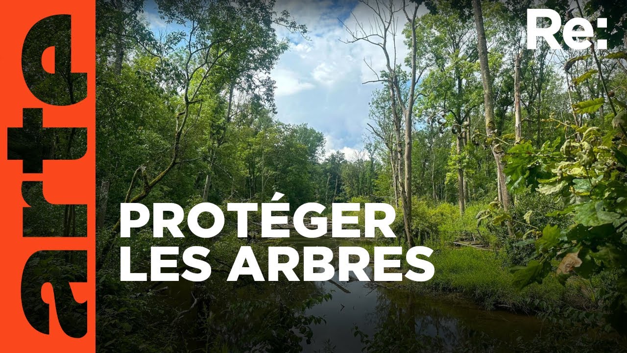 Documentaire Chaque arbre compte !