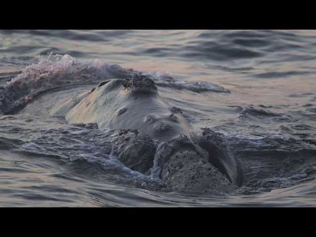 Stratégies de prédation des grands requins blancs d'Afrique du Sud