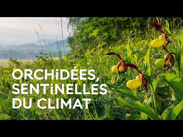 Les orchidées menacées par le changement climatique ?