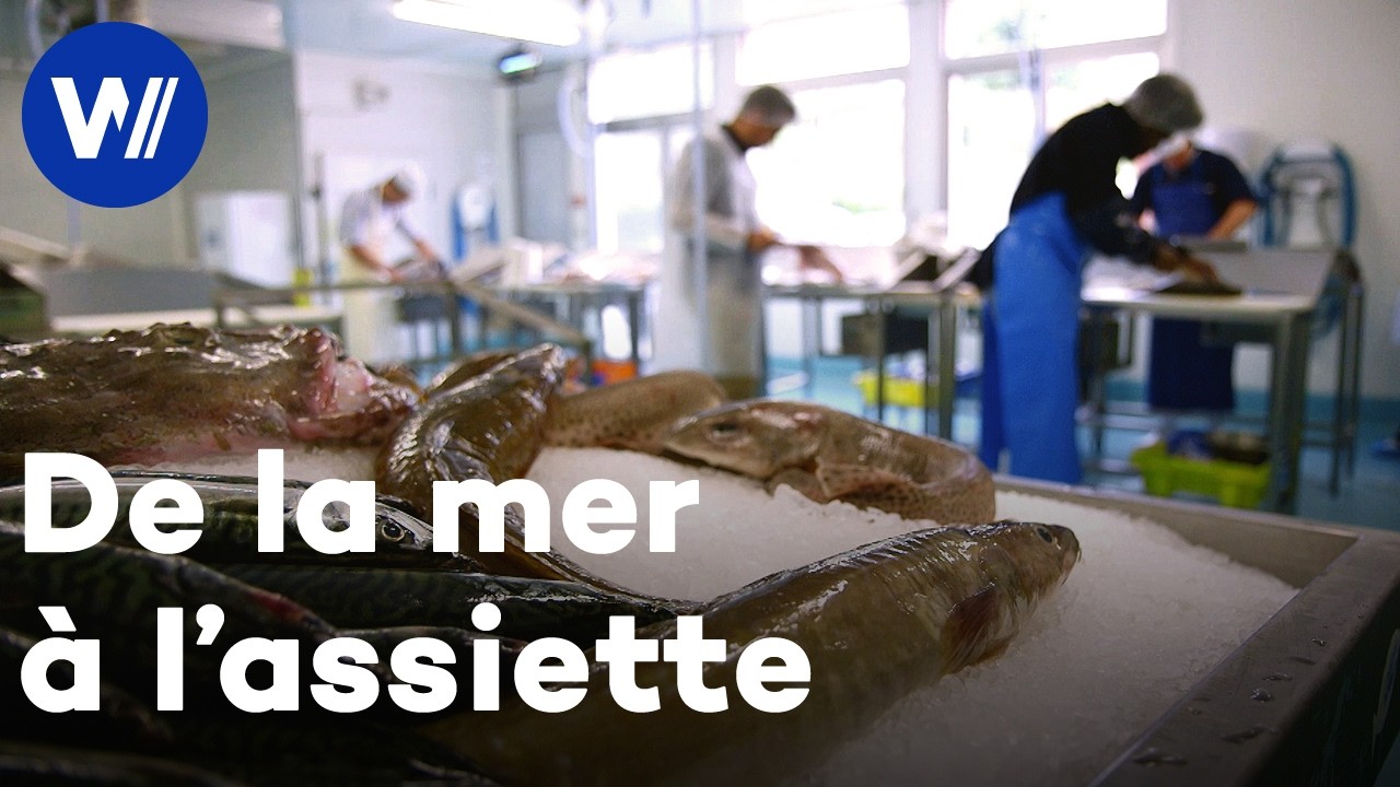 De la mer aux consommateurs - Comment sont pêchés et élevés nos fruits de mer