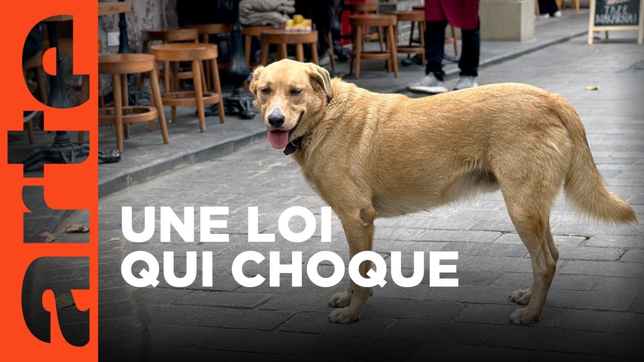 En Turquie, les chiens errants dans le viseur