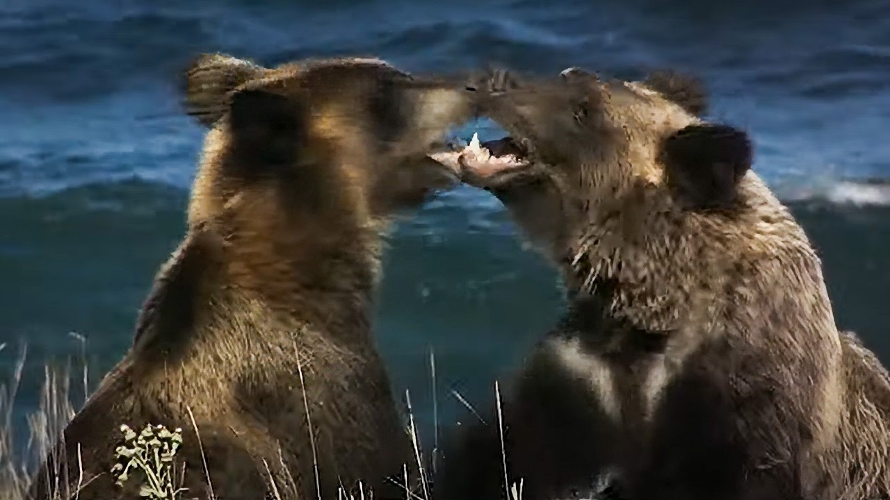 Japon - Quand les ours attaquent