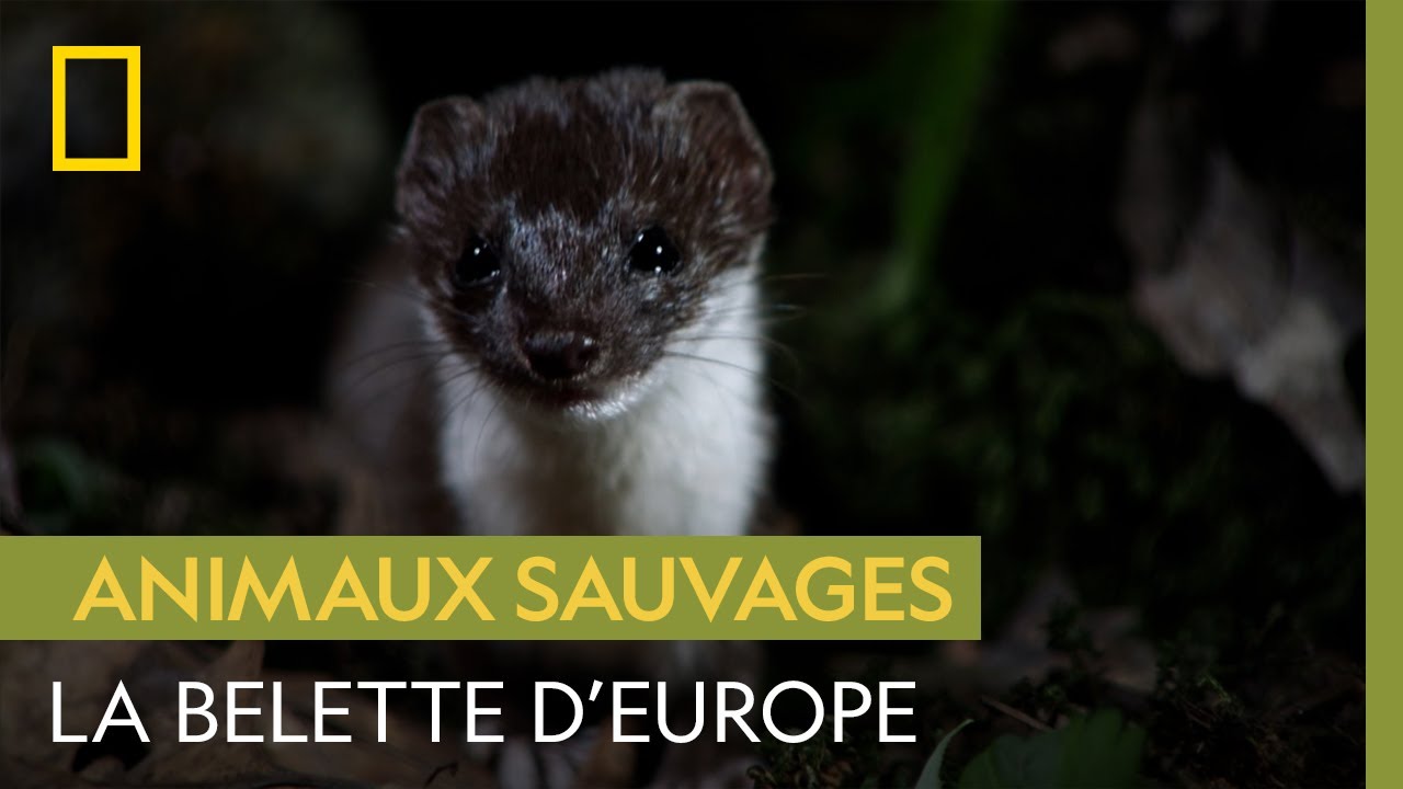 La belette d'Europe, redoutable chasseur solitaire