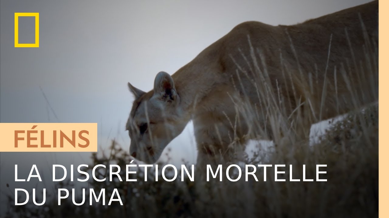 La discrétion mortelle du puma