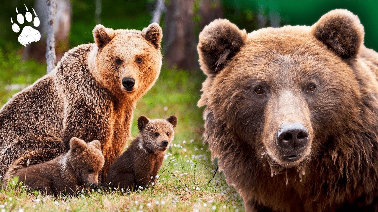 Le chasseur d’ours : tueur ou gardien de la nature ?