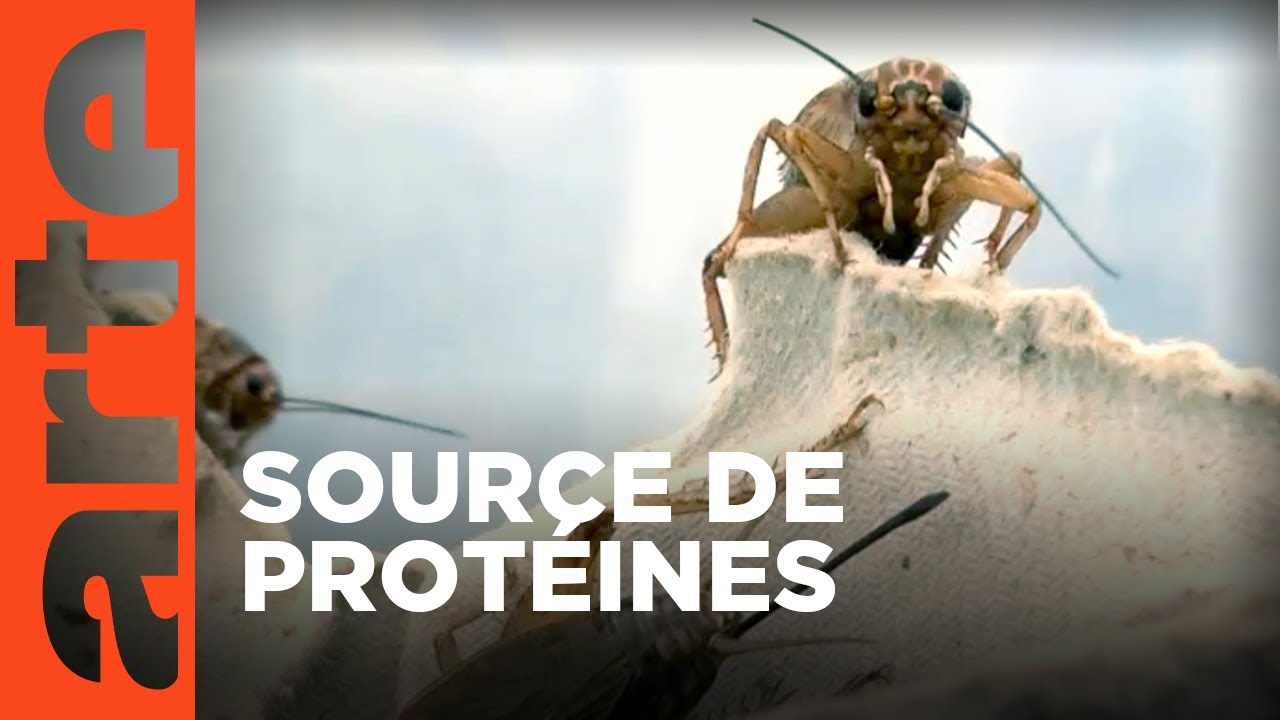 Les insectes, nourriture de demain ?