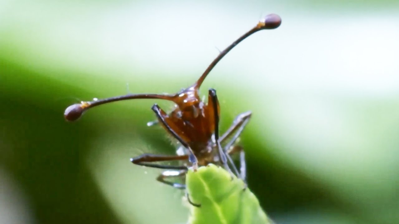 L'insecte le plus bizarre de la galaxie