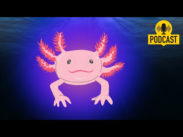 Quel est le mystérieux pouvoir de l'axolotl ?