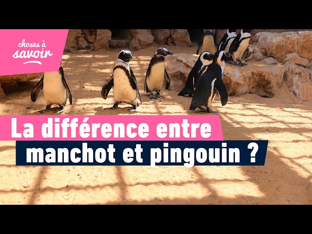 Quelle est la différence entre manchots et pingouins ?