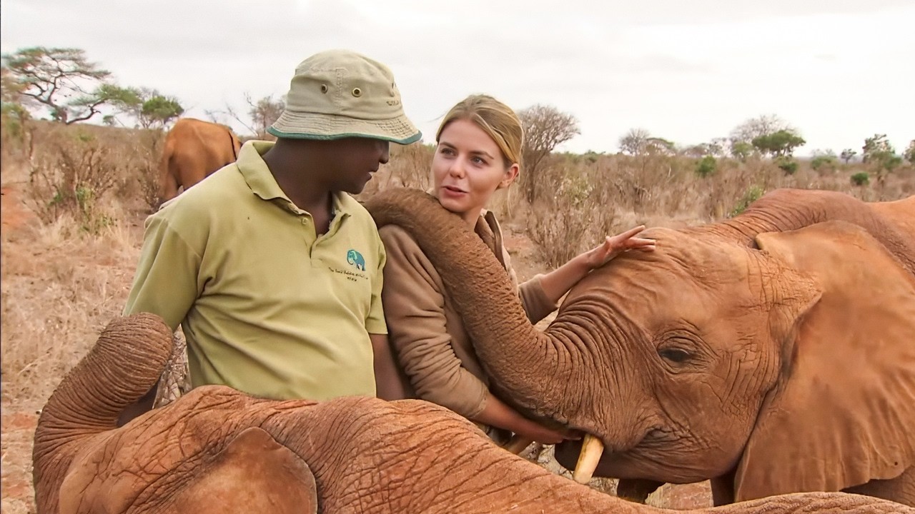 Trafic d’ivoire : la lutte pour sauver les derniers éléphants d’Afrique