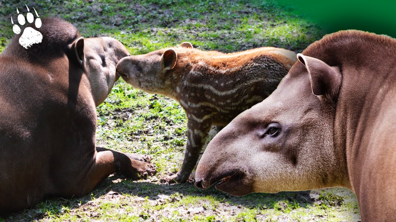 Un bébé tapir en Amazonie : comment vivre dans la jungle ?