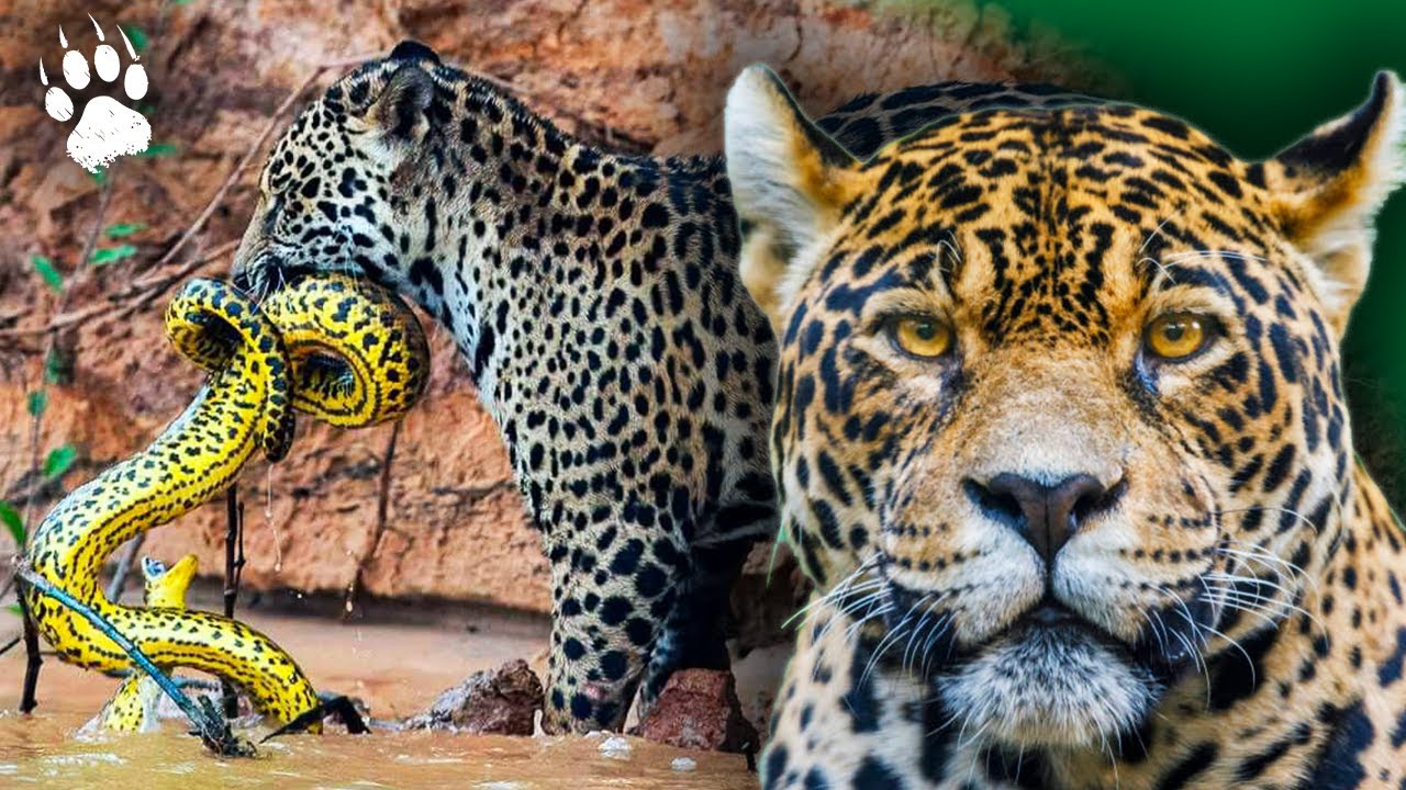 Un boa contre un jaguar : la vie sauvage de l’Amazonie