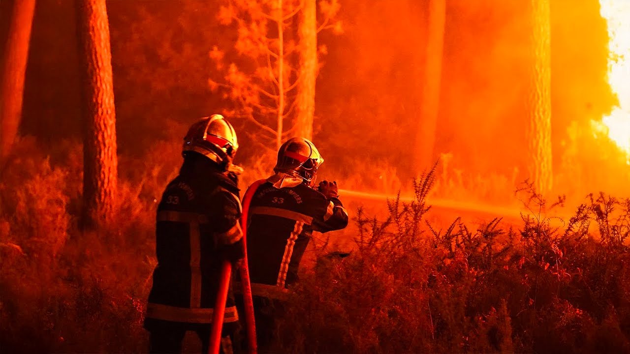 Vosges : la fin d’un paradis vert ? La forêt en état d’urgence !