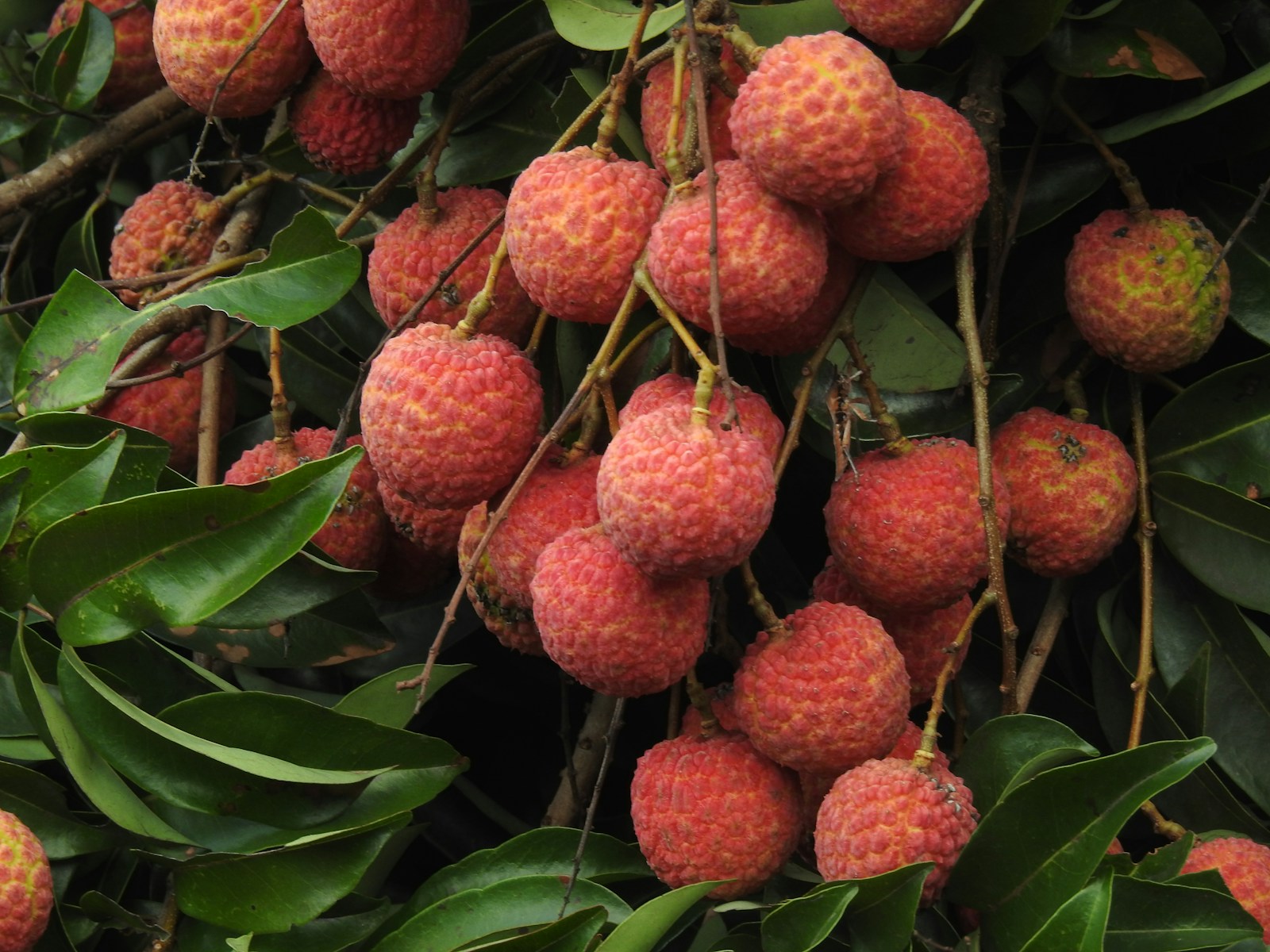 Avec le temps, l’arbre de litchi peut atteindre plusieurs mètres de haut. Une taille régulière permet de le maintenir à une hauteur gérable et de favoriser une croissance équilibrée.