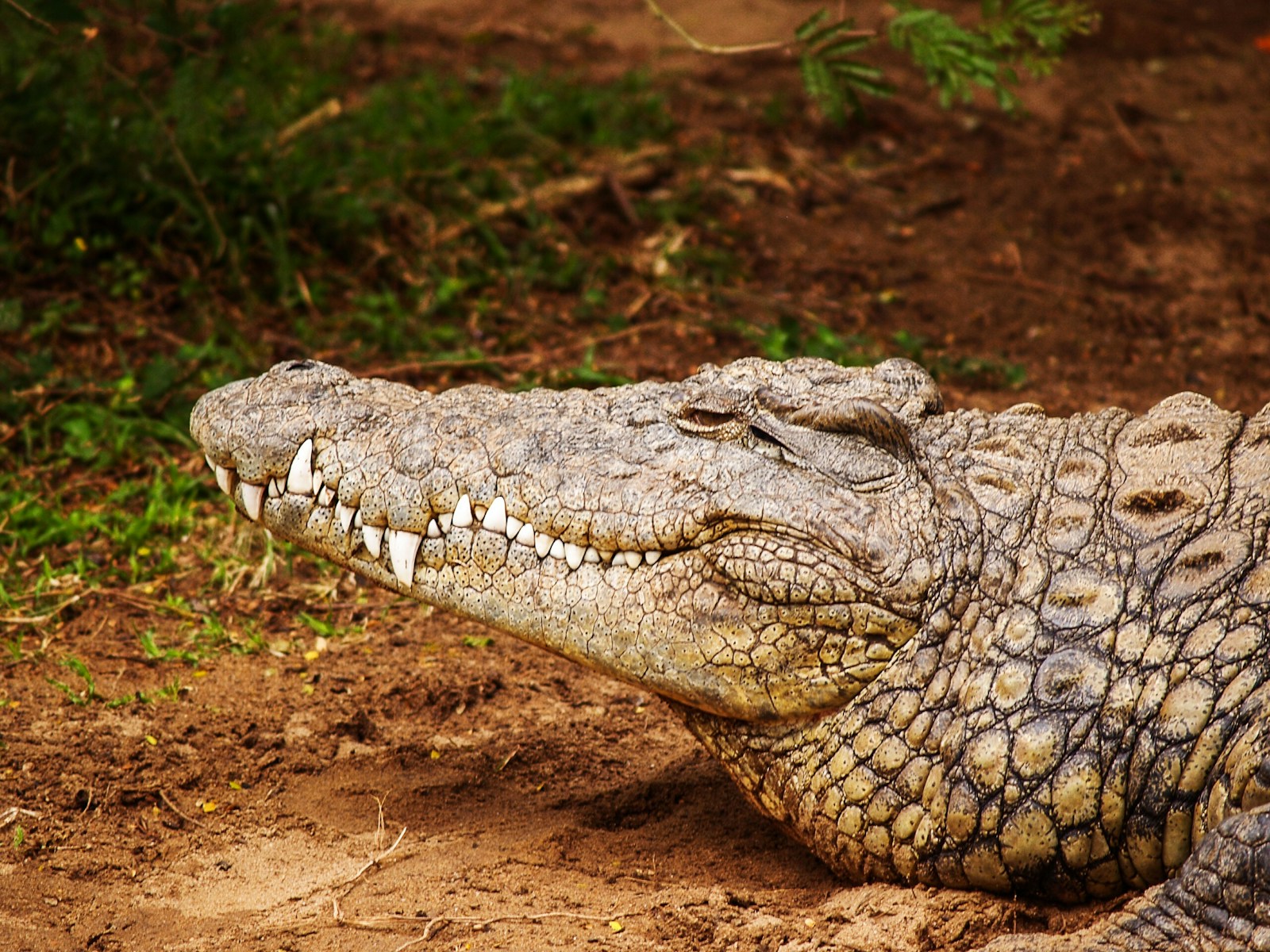 Bien que redouté, le crocodile de mer est aujourd’hui menacé par la chasse et la destruction de son habitat.