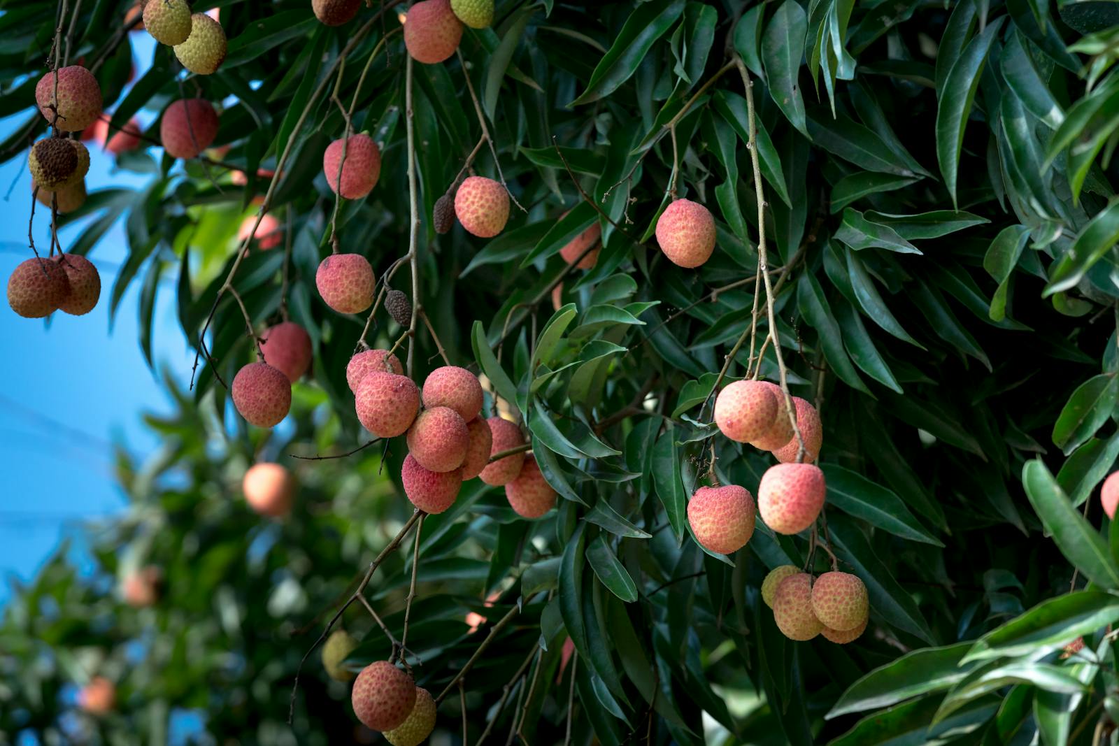 Comme toute plante, le litchi peut être confronté à certains problèmes.