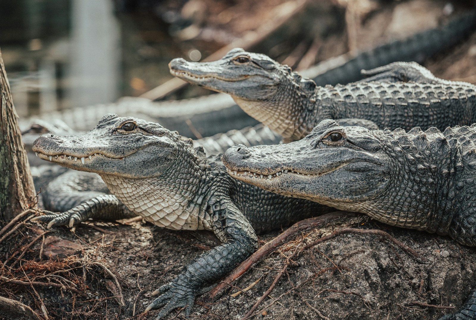 Contrairement aux idées reçues, le crocodile de mer n’est pas un animal totalement solitaire.